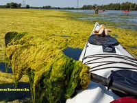 Biesbosch verkrautet