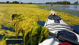 Biesbosch verkrautet